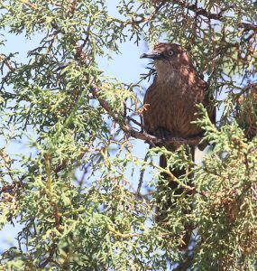 Tibetan Babax, 棕草鹛, Pterorhinus koslowi-gallery-