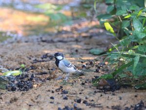 Japanese Tit, 远东山雀, Parus minor-gallery-