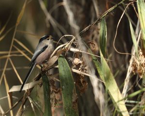 Silver-throated Bushtit, 银喉长尾山雀, Aegithalos glaucogularis-gallery-