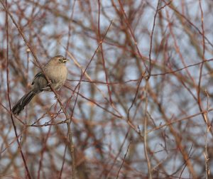 Plain Laughingthrush, 山噪鹛, Pterorhinus davidi-gallery-