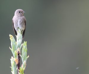 Dark-sided Flycatcher, 乌鹟, Muscicapa sibirica-gallery-