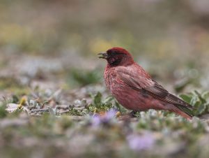 Tibetan Rosefinch, 藏雀, Carpodacus roborowskii-gallery-