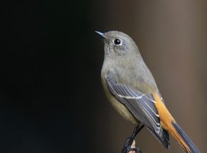 Blue-fronted Redstart, 蓝额红尾鸲, Phoenicurus frontalis-gallery-