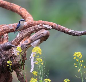 Chestnut-vented Nuthatch, 栗臀䴓, Sitta nagaensis-gallery-