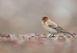 Sillem’s Rosefinch, 褐头岭雀, Carpodacus sillemi-gallery-