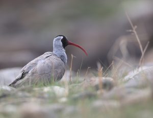 Ibisbill, 鹮嘴鹬, Ibidorhyncha struthersii-gallery-