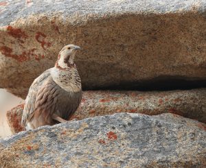 Himalayan Snowcock, 暗腹雪鸡, Tetraogallus himalayensis-gallery-