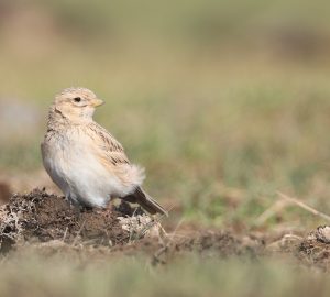 Asian Short-toed Lark, 亚洲短趾百灵, Alaudala cheleensis-gallery-