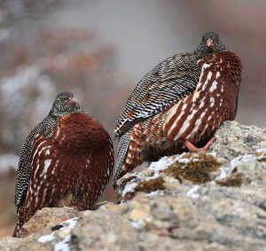 Snow Partridge, 雪鹑, Lerwa lerwa-gallery-