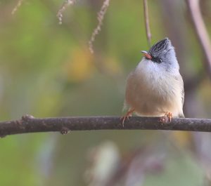 Black-chinned Yuhina, 黑颏凤鹛, Yuhina nigrimenta-gallery-