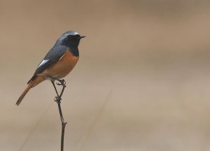 Hodgson’s Redstart, 黑喉红尾鸲, Phoenicurus hodgsoni-gallery-