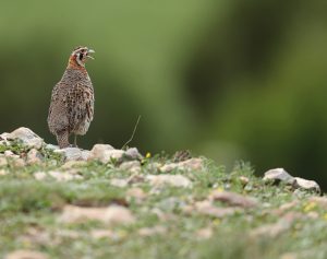 Tibetan Partridge, 高原山鹑, Perdix hodgsoniae-gallery-