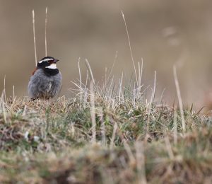 Tibetan Bunting, 藏鹀, Emberiza koslowi-gallery-