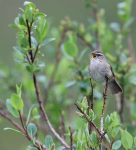 Smoky Warbler, 烟柳莺, Phylloscopus fuligiventer-gallery-