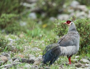 White Eared Pheasant, 白马鸡, Crossoptilon crossoptilon-gallery-