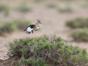 Henderson’s Ground Jay, 黑尾地鸦, Podoces hendersoni-gallery-