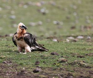 Bearded Vulture, 胡兀鹫, Gypaetus barbatus-gallery-