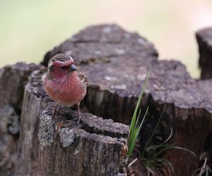 Chinese White-browed Rosefinch, 白眉朱雀, Carpodacus dubius-gallery-