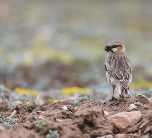 Rufous-necked Snowfinch, 棕颈雪雀, Pyrgilauda ruficollis-gallery-