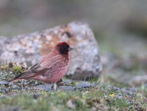 Tibetan Rosefinch, 藏雀, Carpodacus roborowskii-gallery-