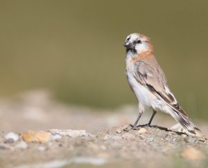 Blanford’s Snowfinch, 棕背雪雀, Pyrgilauda blanfordi-gallery-