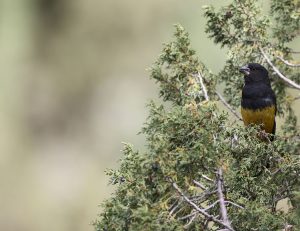 White-winged Grosbeak, 白斑翅拟蜡嘴雀, Mycerobas carnipes-gallery-