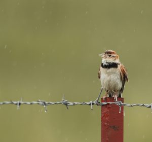 Mongolian Lark, 蒙古百灵, Melanocorypha mongolica-gallery-