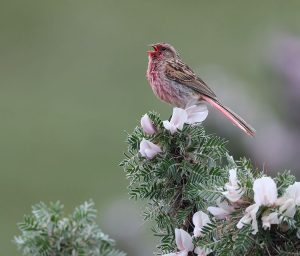 Przevalski’s Finch, 朱鹀, Urocynchramus pylzowi-gallery-