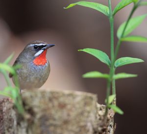 Siberian Rubythroat, 红喉歌鸲, Calliope calliope-gallery-