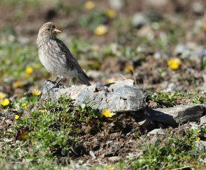 Tibetan Rosefinch, 藏雀, Carpodacus roborowskii-gallery-