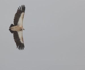 Himalayan Vulture, 高山兀鹫, Gyps himalayensis-gallery-