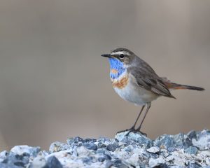 Bluethroat, 蓝喉歌鸲, Luscinia svecica-gallery-