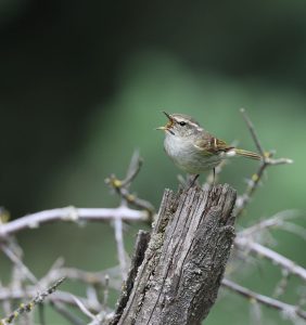 Hume’s Leaf Warbler, 淡眉柳莺, Phylloscopus humei-gallery-