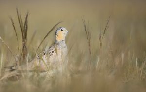 Tibetan Sandgrouse, 西藏毛腿沙鸡, Syrrhaptes tibetanus-gallery-