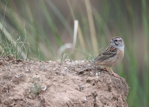 Godlewski’s Bunting, 戈氏岩鹀, Emberiza godlewskii-gallery-