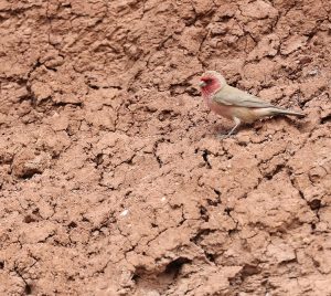 Pale Rosefinch, 沙色朱雀, Carpodacus stoliczkae-gallery-