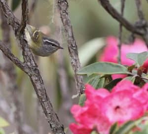 Ashy-throated Warbler, 灰喉柳莺, Phylloscopus maculipennis-gallery-