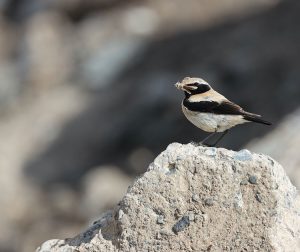 Desert Wheatear, 漠䳭, Oenanthe deserti-gallery-