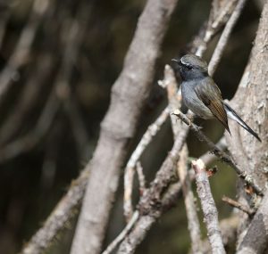 Rufous-gorgeted Flycatcher, 橙胸姬鹟, Ficedula strophiata-gallery-