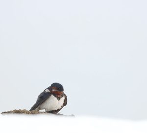 Barn Swallow, 家燕, Hirundo rustica-gallery-