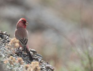 Great Rosefinch, 大朱雀, Carpodacus rubicilla-gallery-