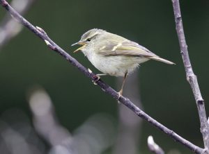 Lemon-rumped Warbler, 淡黄腰柳莺, Phylloscopus chloronotus-gallery-