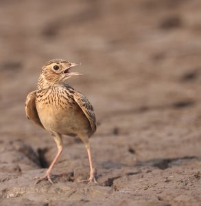 Oriental Skylark, 小云雀, Alauda gulgula-gallery-