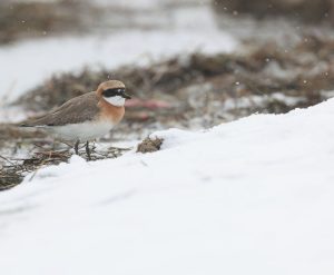 Lesser Sand Plover, 蒙古沙鸻, Charadrius mongolus-gallery-