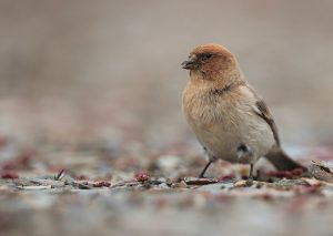 Sillem’s Rosefinch, 褐头岭雀, Carpodacus sillemi-gallery-