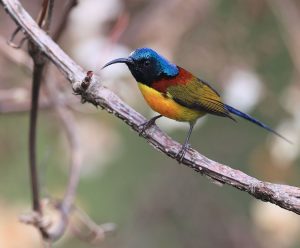 Green-tailed Sunbird, 绿喉太阳鸟, Aethopyga nipalensis-gallery-