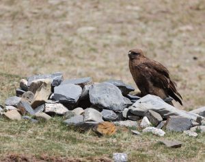 Upland Buzzard, 大鵟, Buteo hemilasius-gallery-