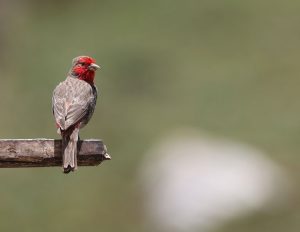 Red-fronted Rosefinch, 红胸朱雀, Carpodacus puniceus-gallery-