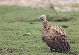 Himalayan Vulture, 高山兀鹫, Gyps himalayensis-gallery-