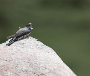 Common Cuckoo, 大杜鹃, Cuculus canorus-gallery-